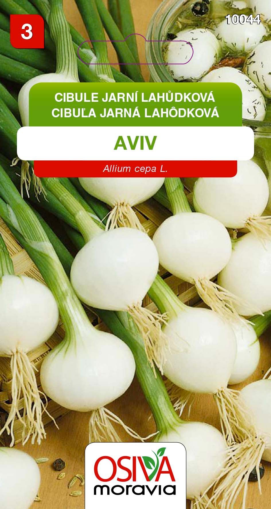 Cibule kuchyňská - Aviv