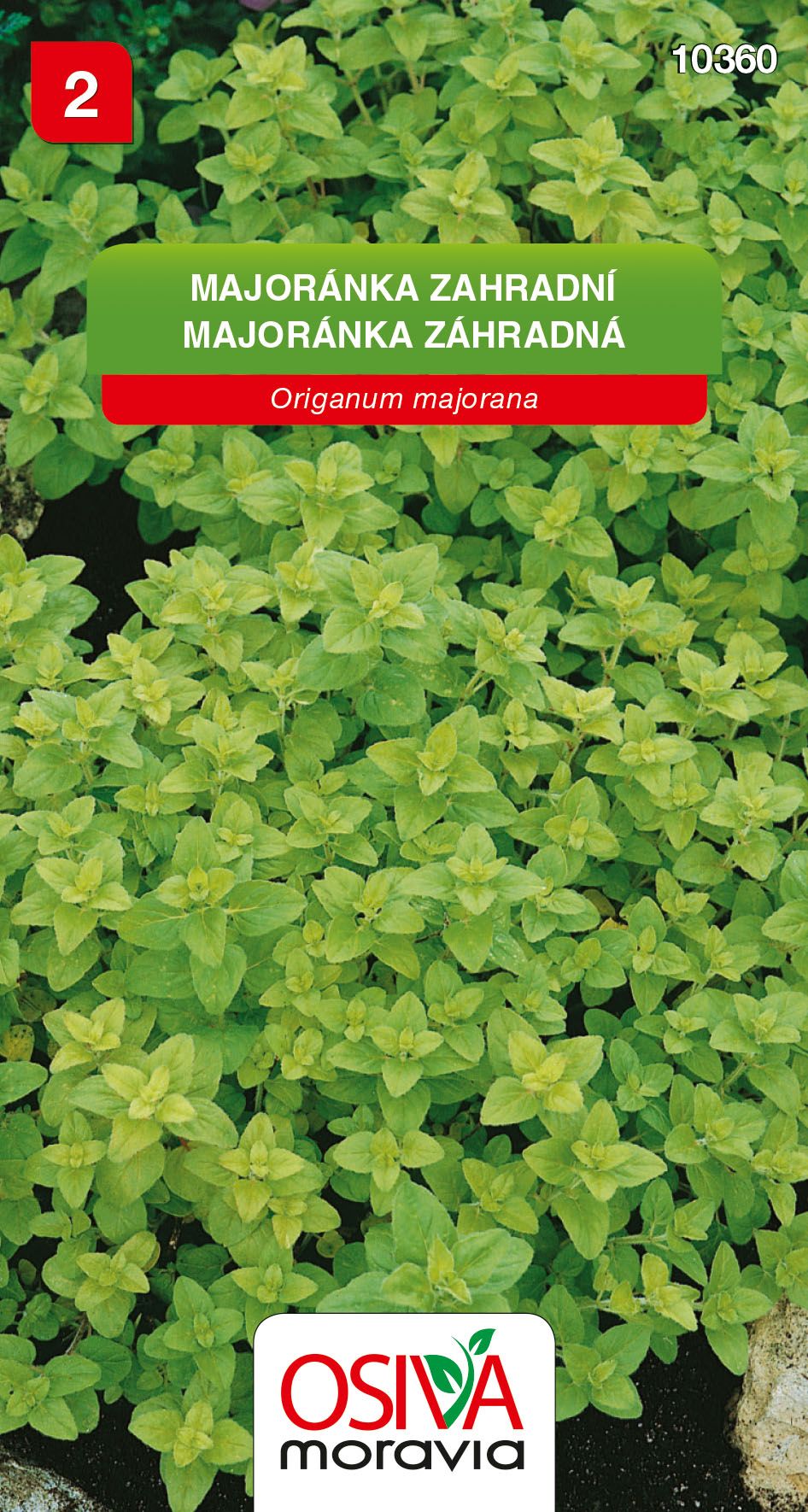 Majoránka zahradní