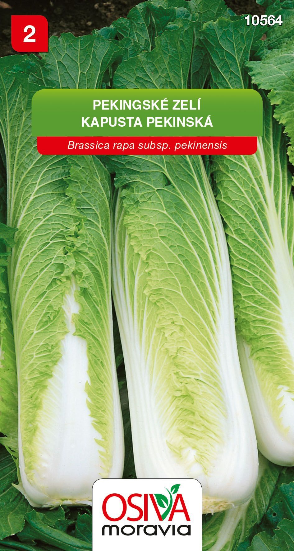 Pekingské zelí - Hilton