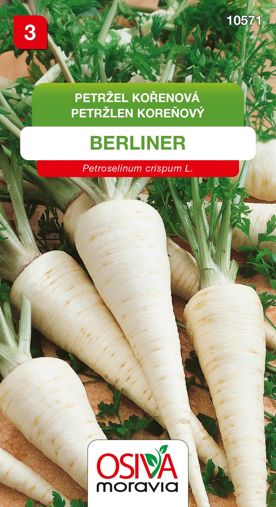Petržel kořenová - Berliner