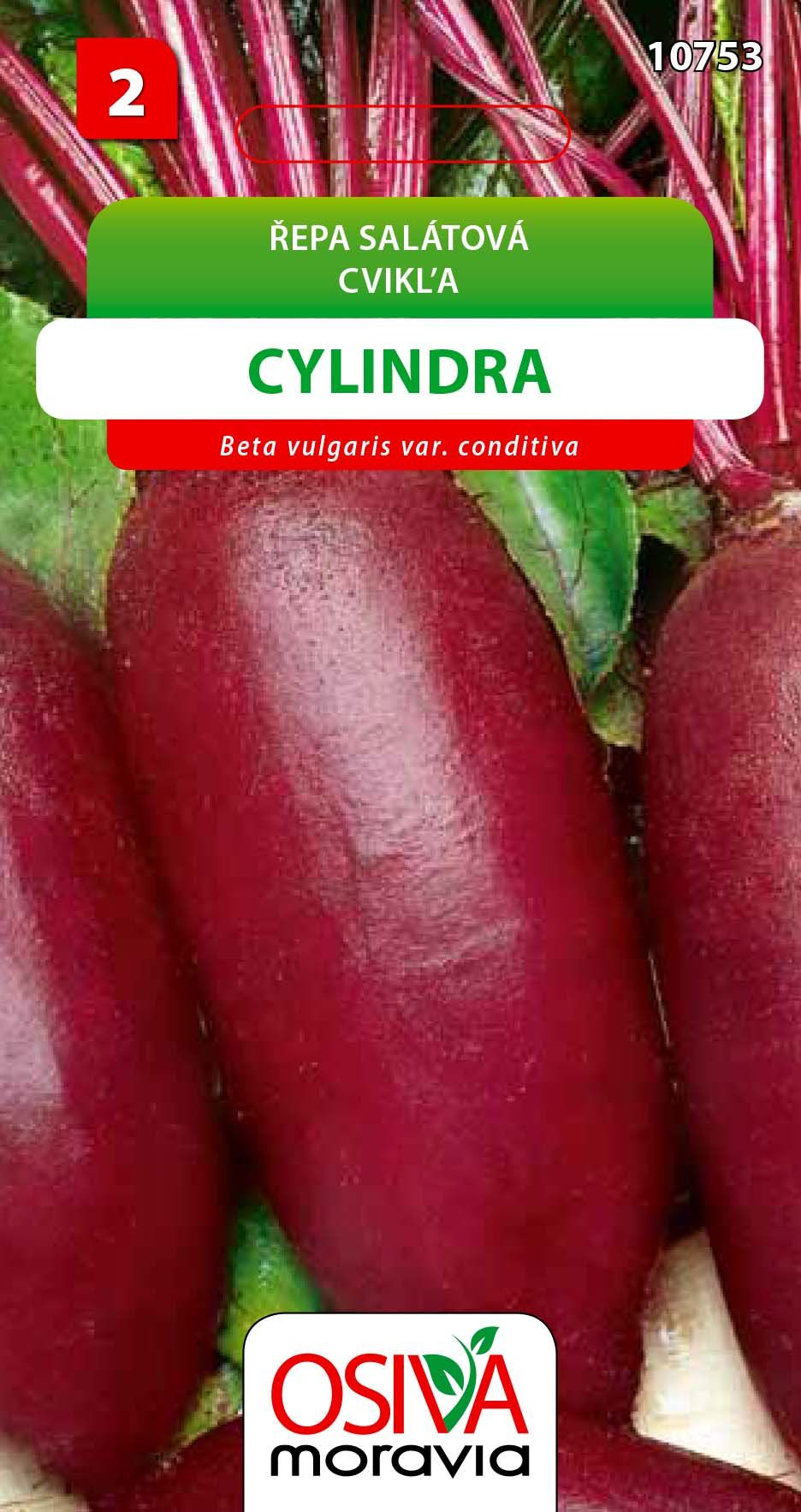 Řepa salátová - Cylindra