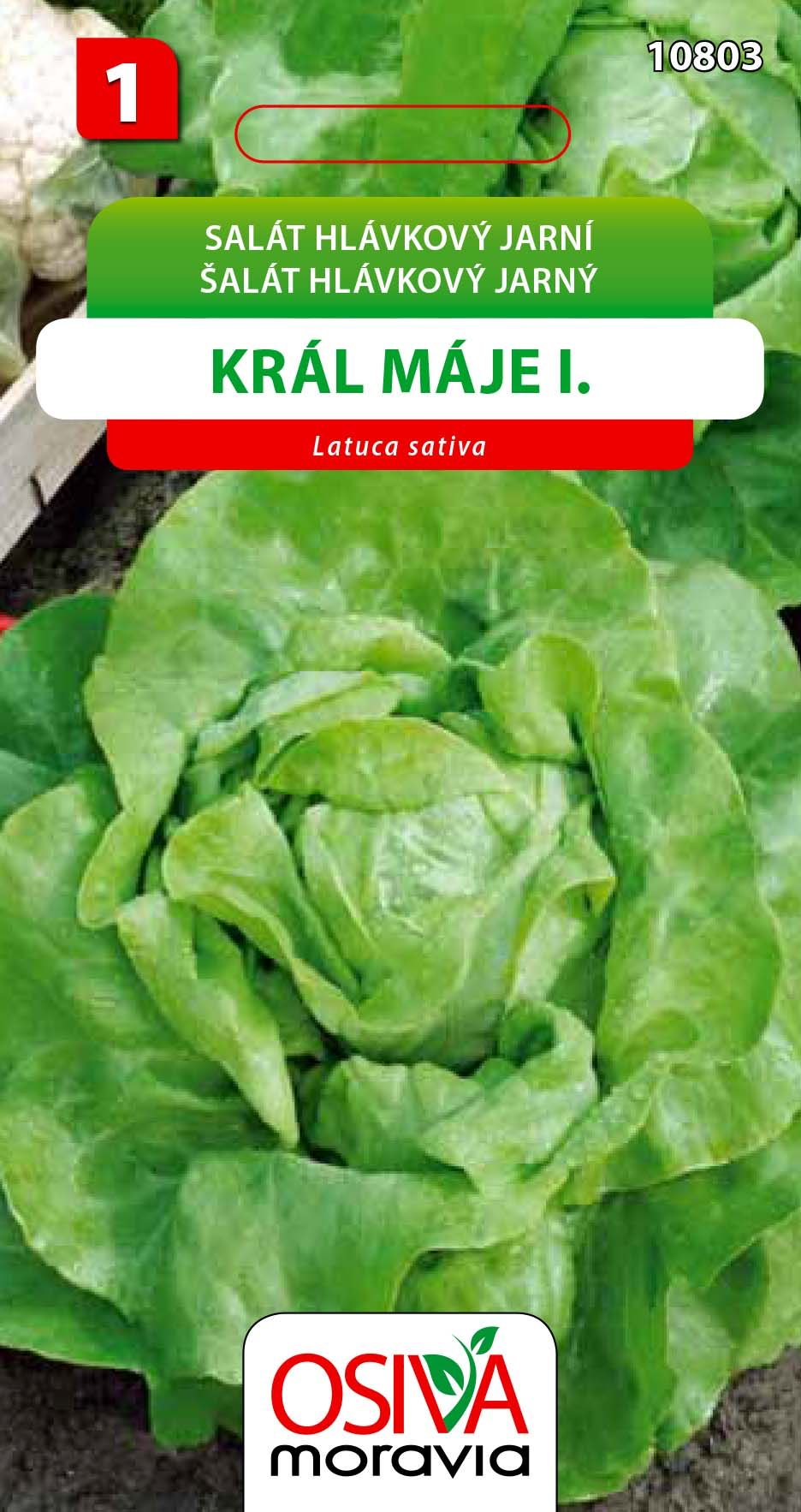 Salát hlávkový - Král Máje