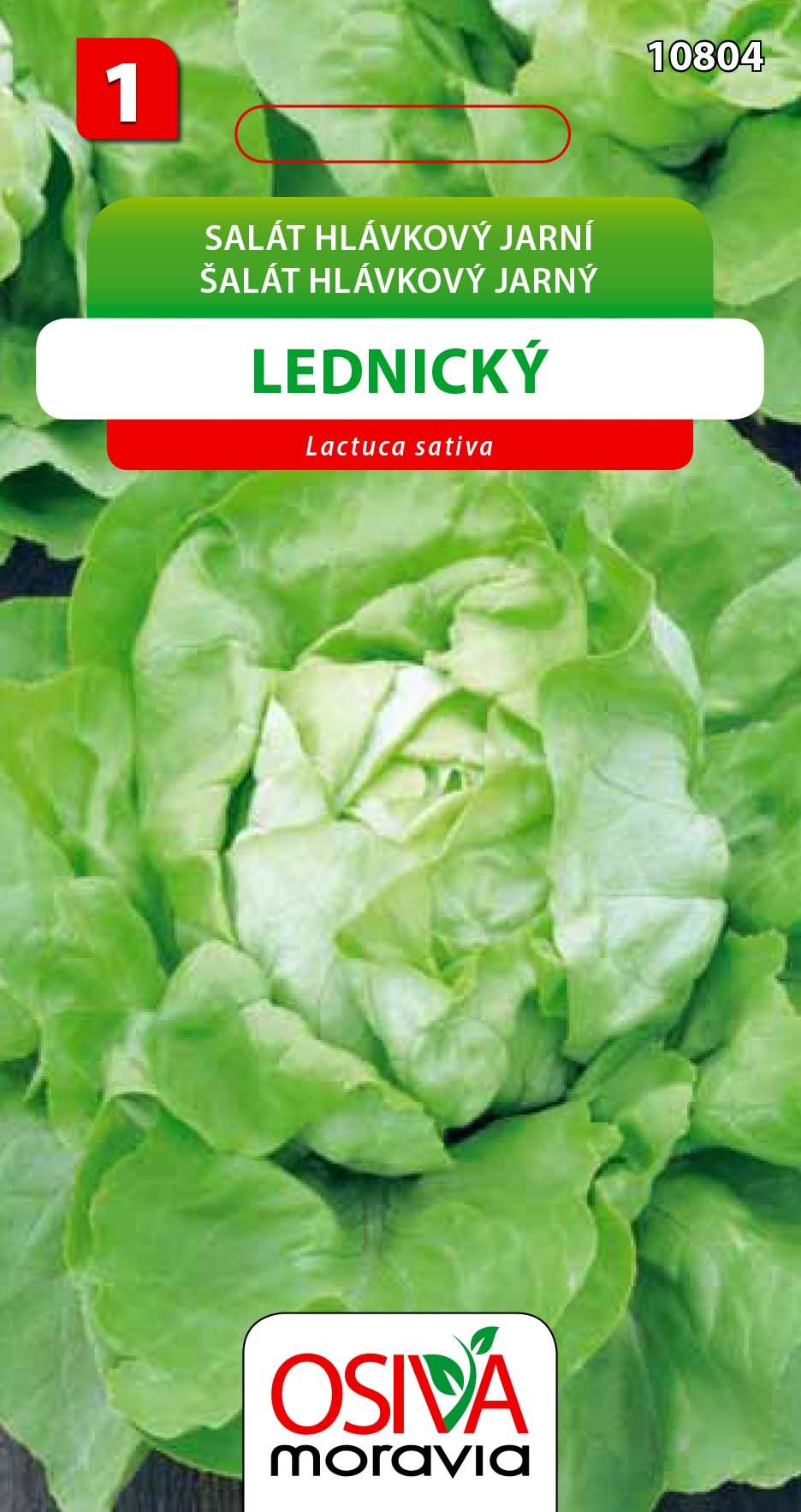 Salát hlávkový - Lednický