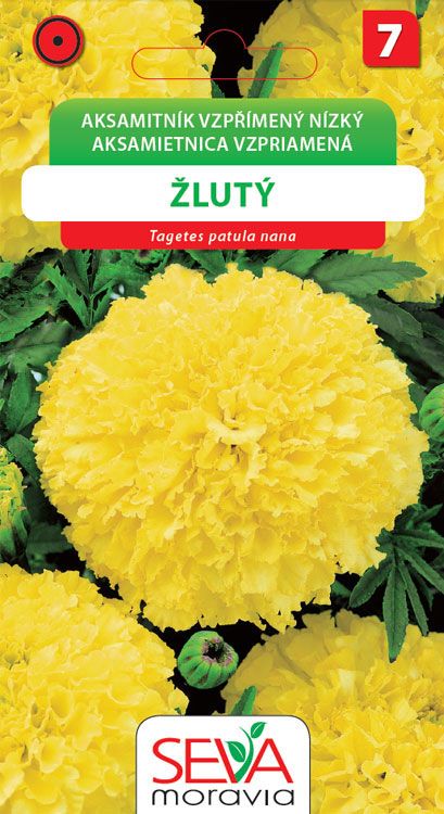 Aksamitník vzpřímený nízký - žlutý