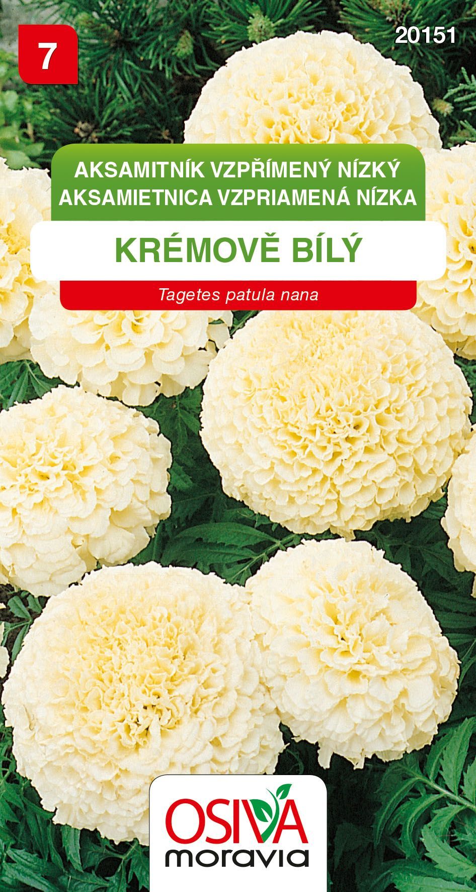 Aksamitník vzpřímený nízký - krémově bílý