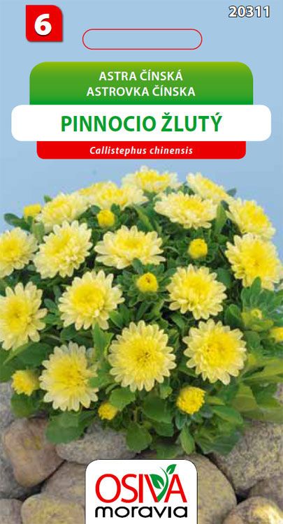 Astra čínská - Pinnocio Dwarf - žlutý