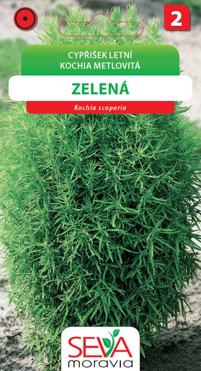 Cypřišek letní - zelený