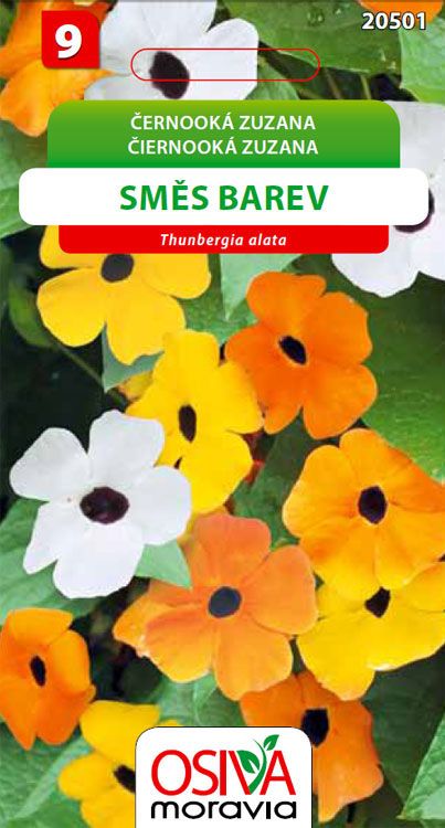 Černooká Zuzana - směs barev