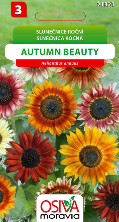 Slunečnice - Autumn Beauty