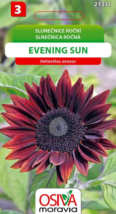 Slunečnice - Evening sun