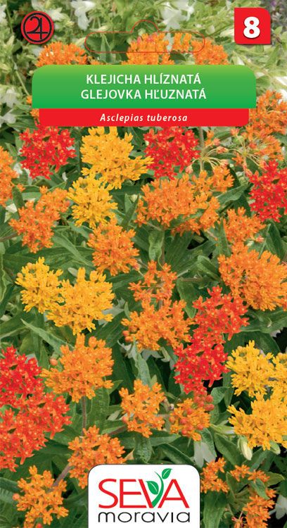 Klejicha hlíznatá - oranžová