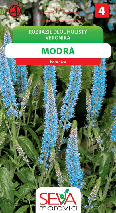 Rozrazil dlouholistý - modrá