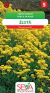 Tařice skalní - žlutá