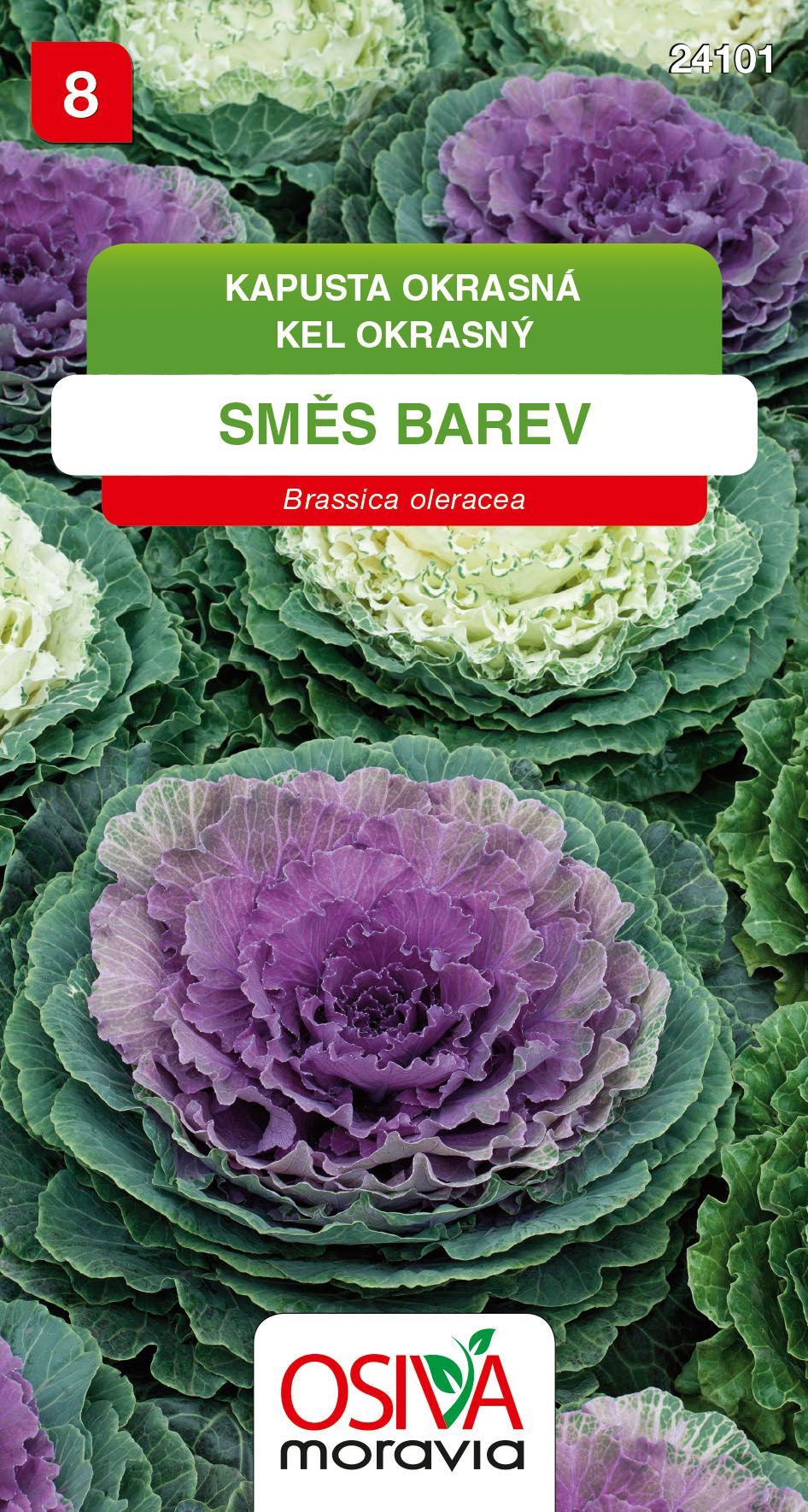Kapusta okrasná - směs barev