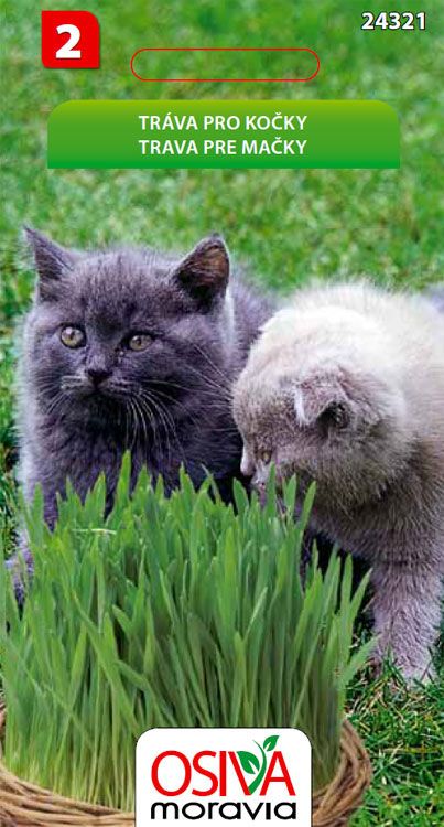 Tráva pro kočky