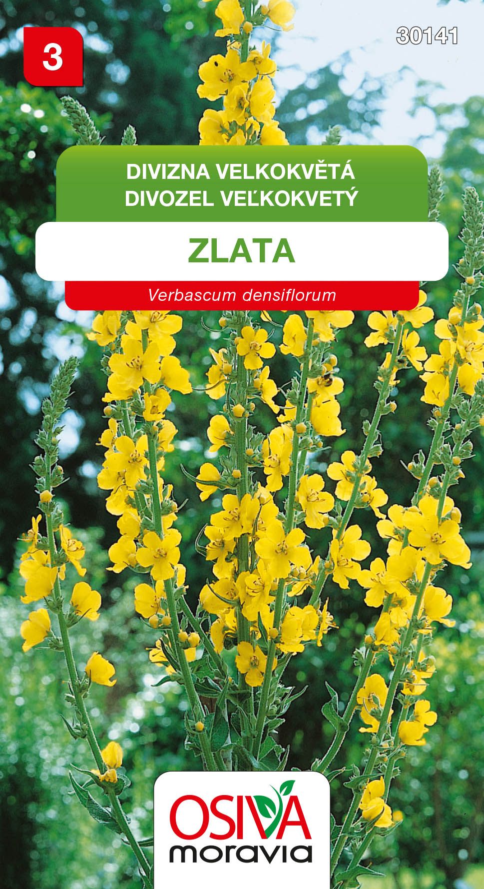 Divizna velkokvětá