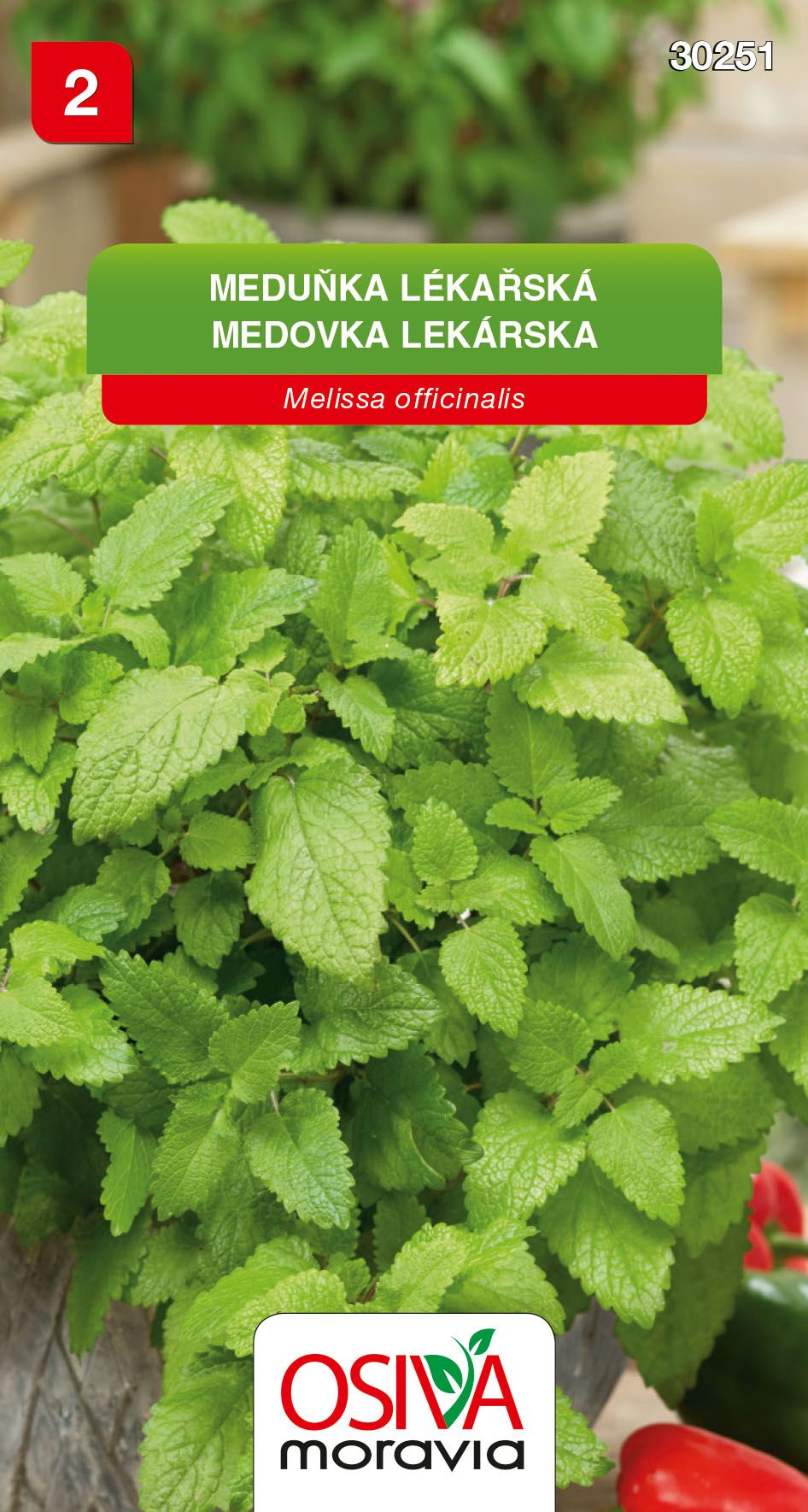 Meduňka lékařská