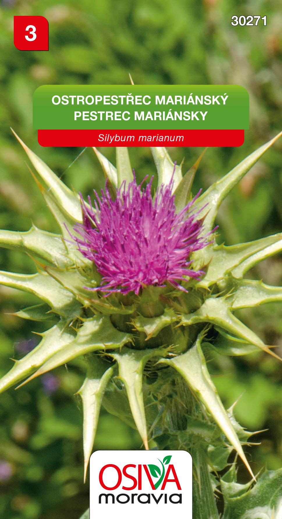 Ostropestřec mariánský